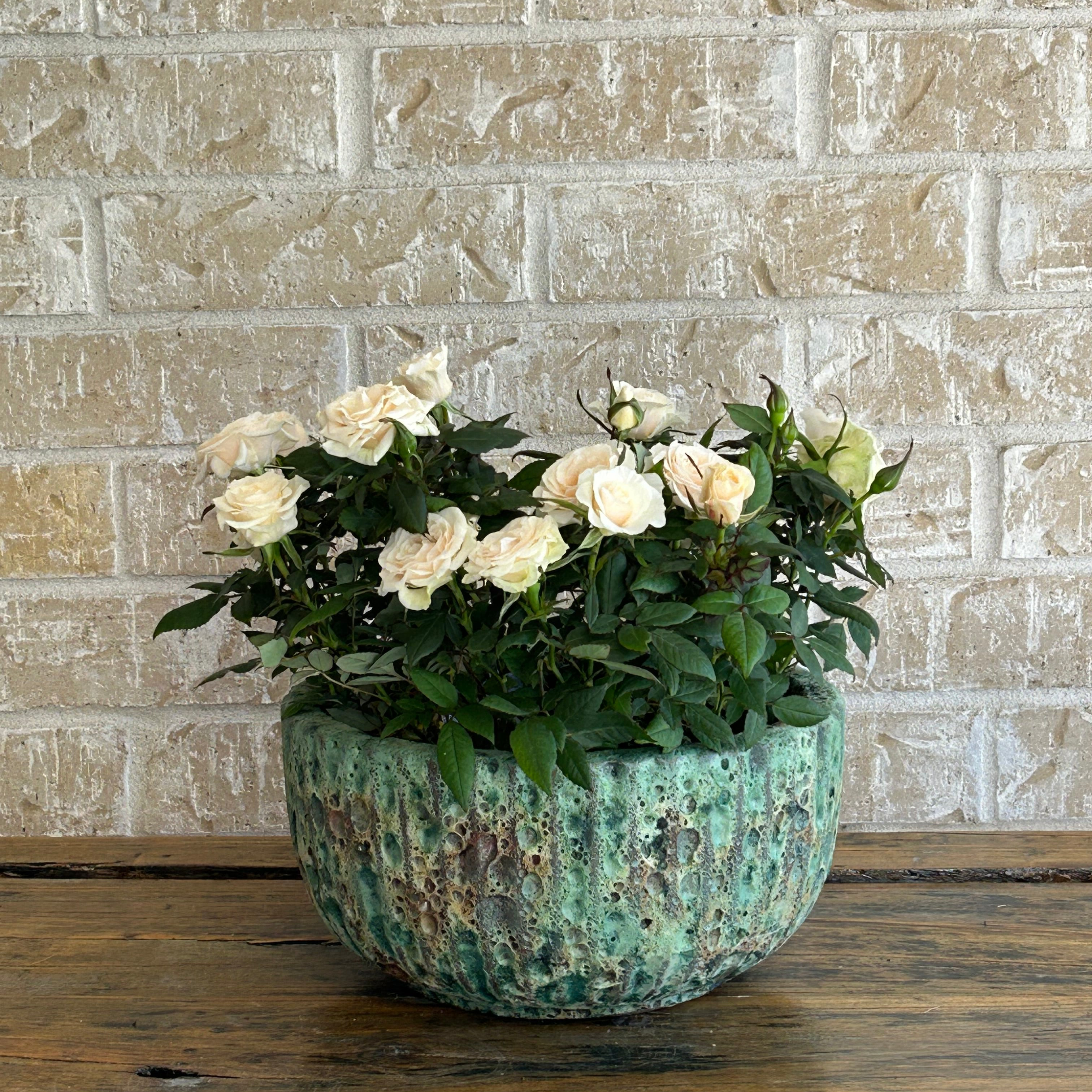 Miniature white roses in low ceramic planter