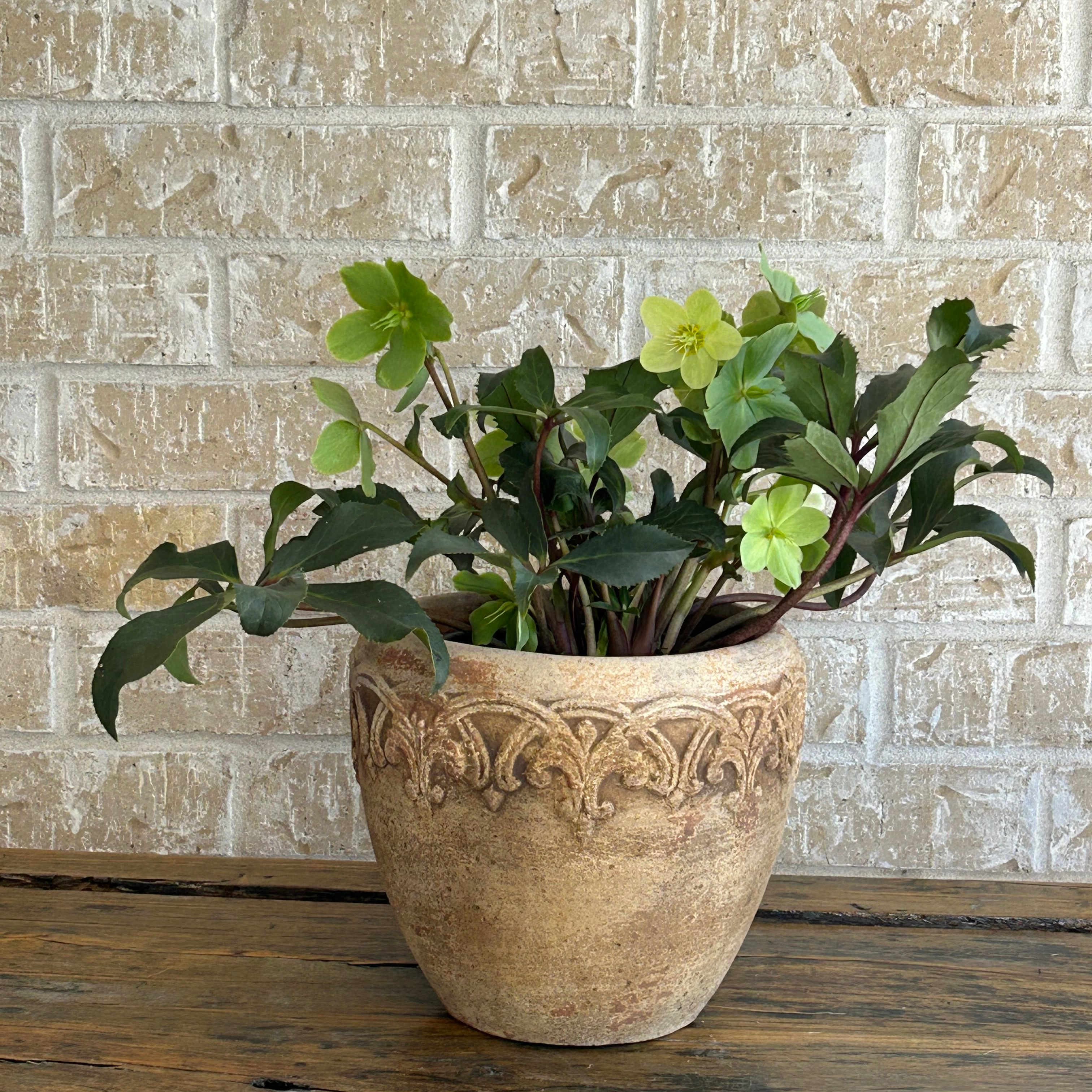 Lenten rose in an ornate clay planter