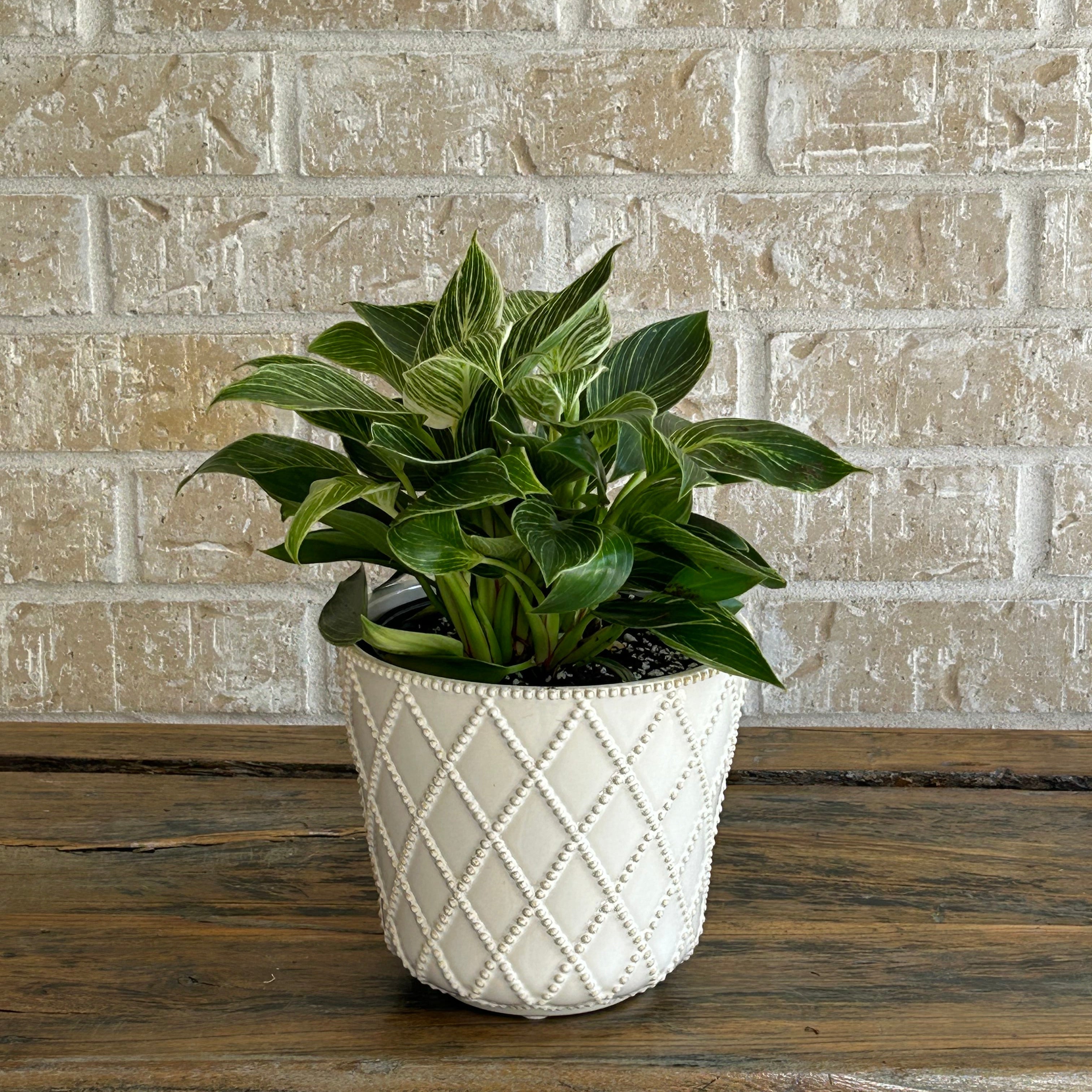 Philodendron birkin in ceramic planter