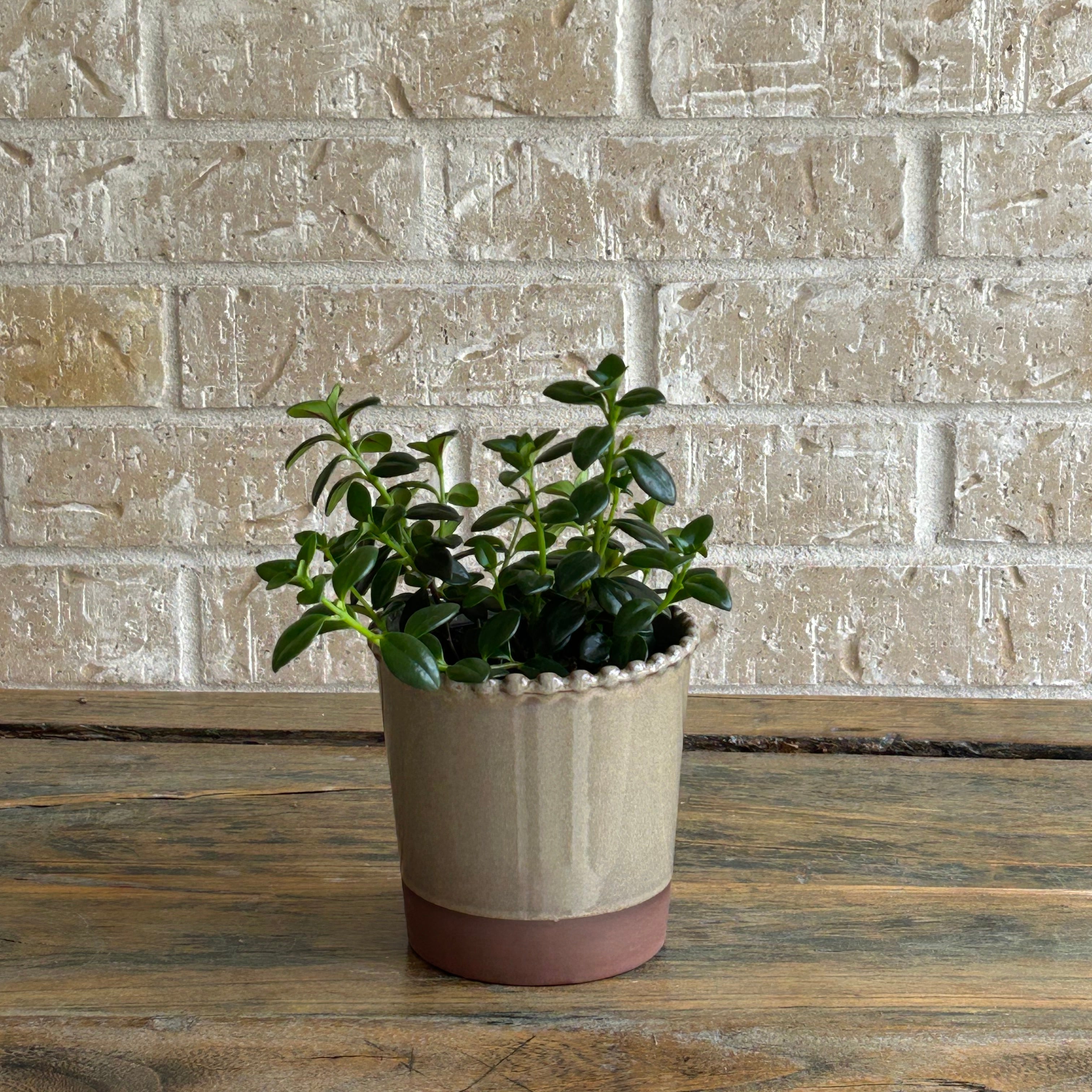 Goldfish plant in terracotta planter