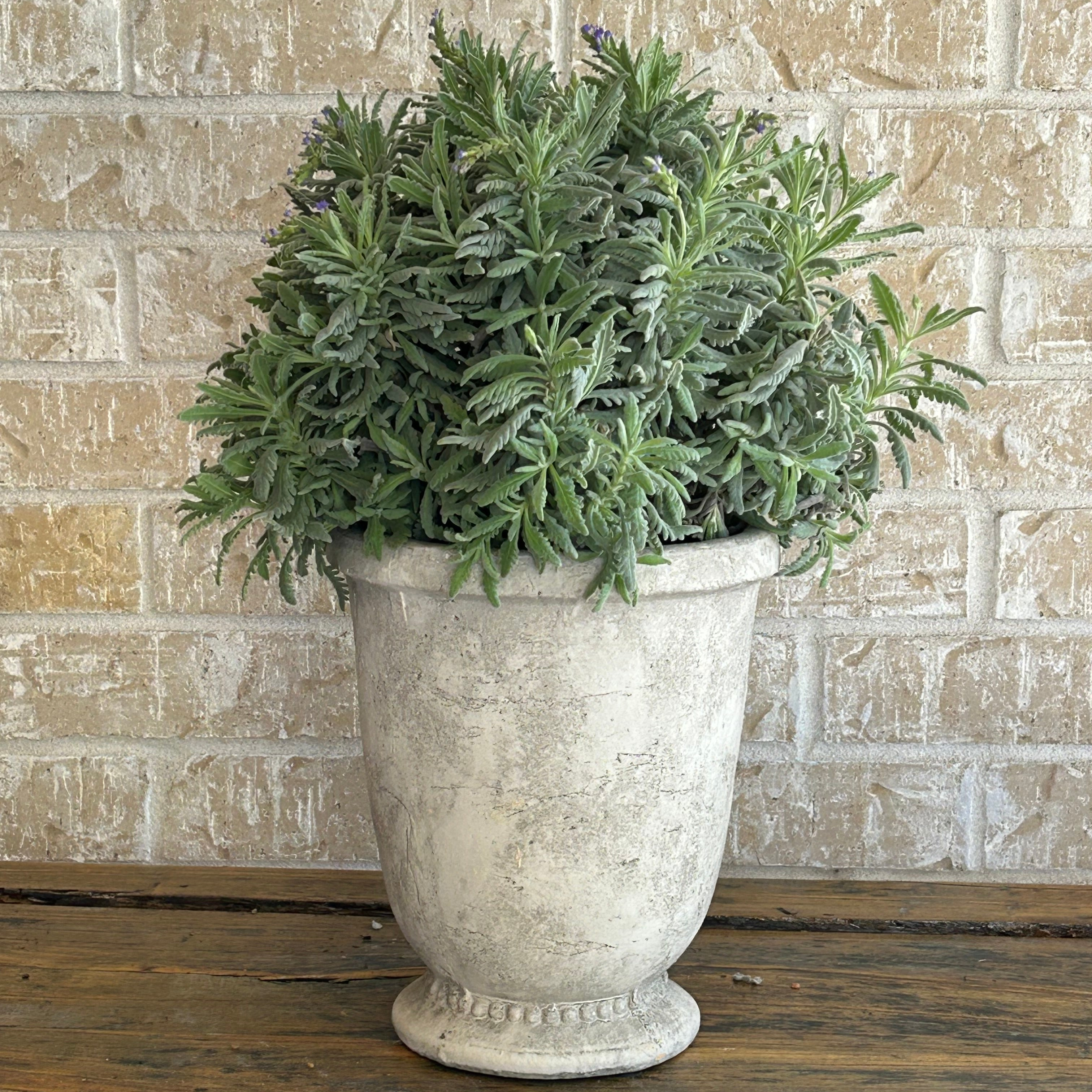 Lush lavender in a classic pedestal planter