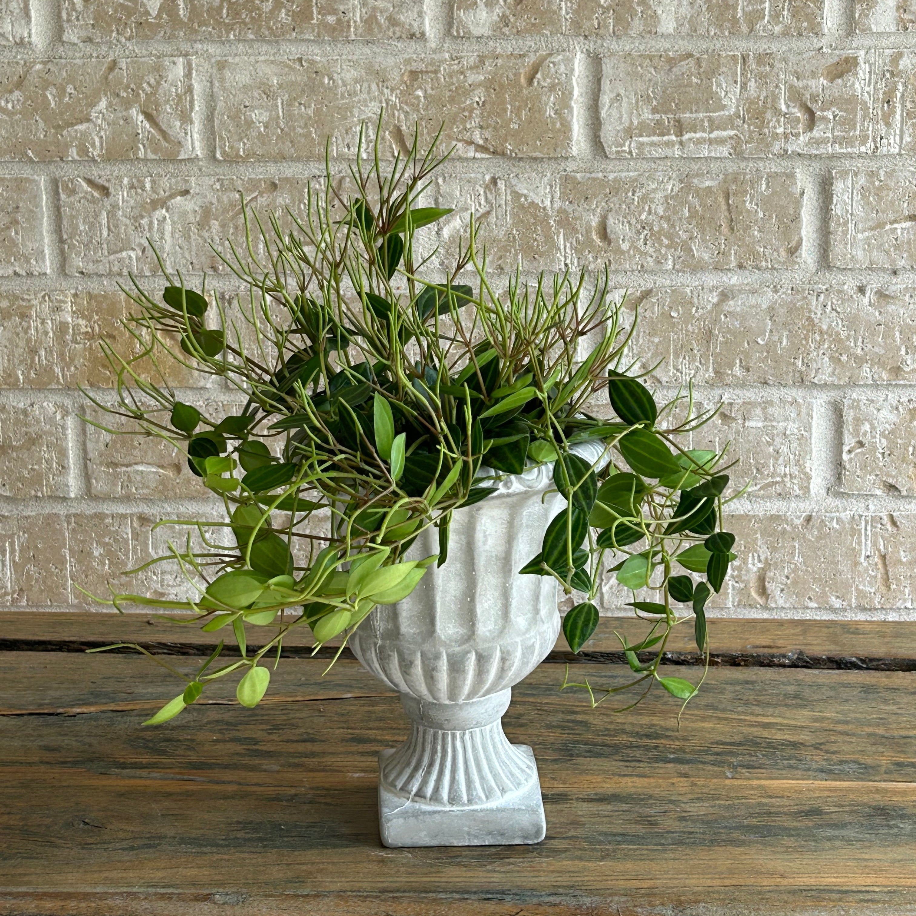 Peperomia in urn-style planter