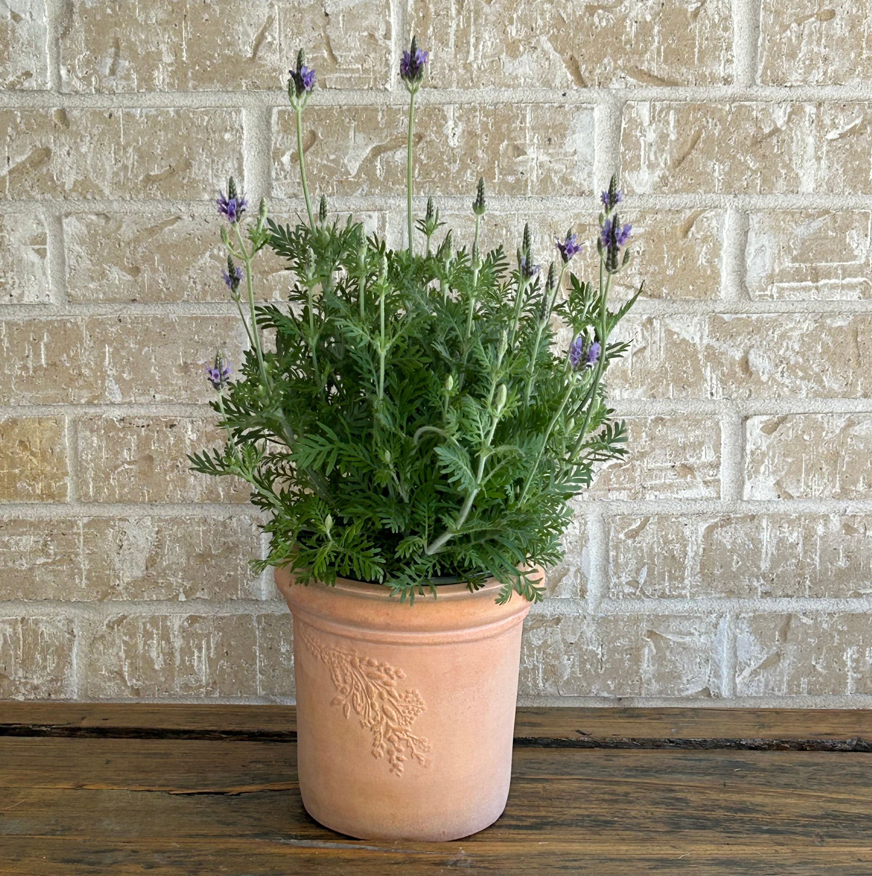 Fern leaf lavender in terracotta planter