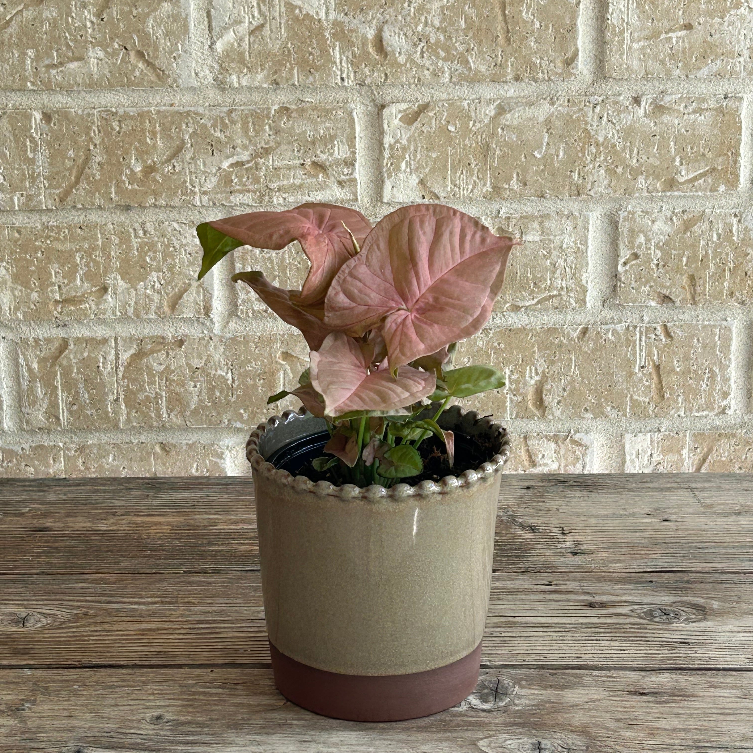 Neon arrowhead in terracota planter
