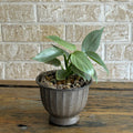 Philodendron silver sword in metallic container