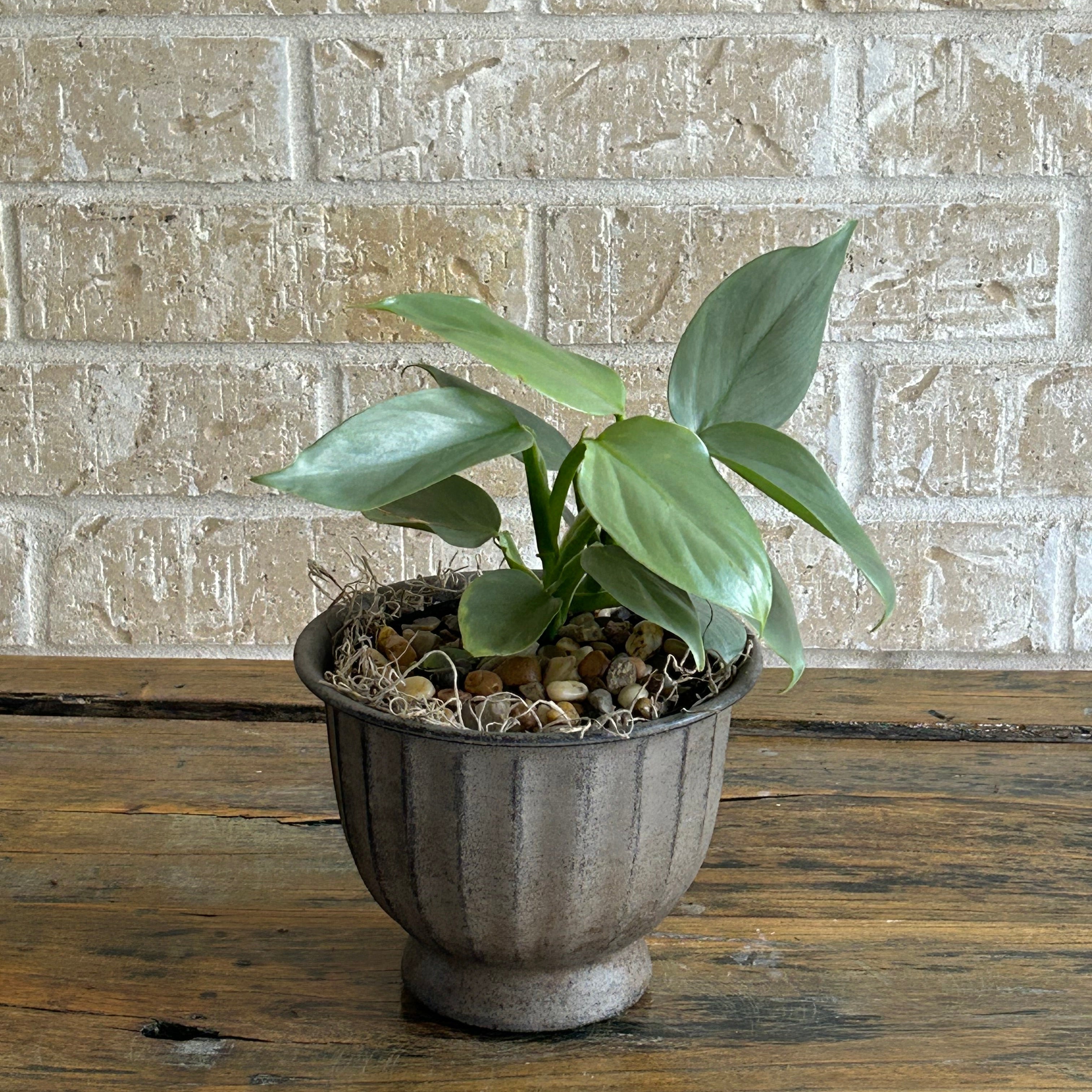 Philodendron silver sword in metallic container