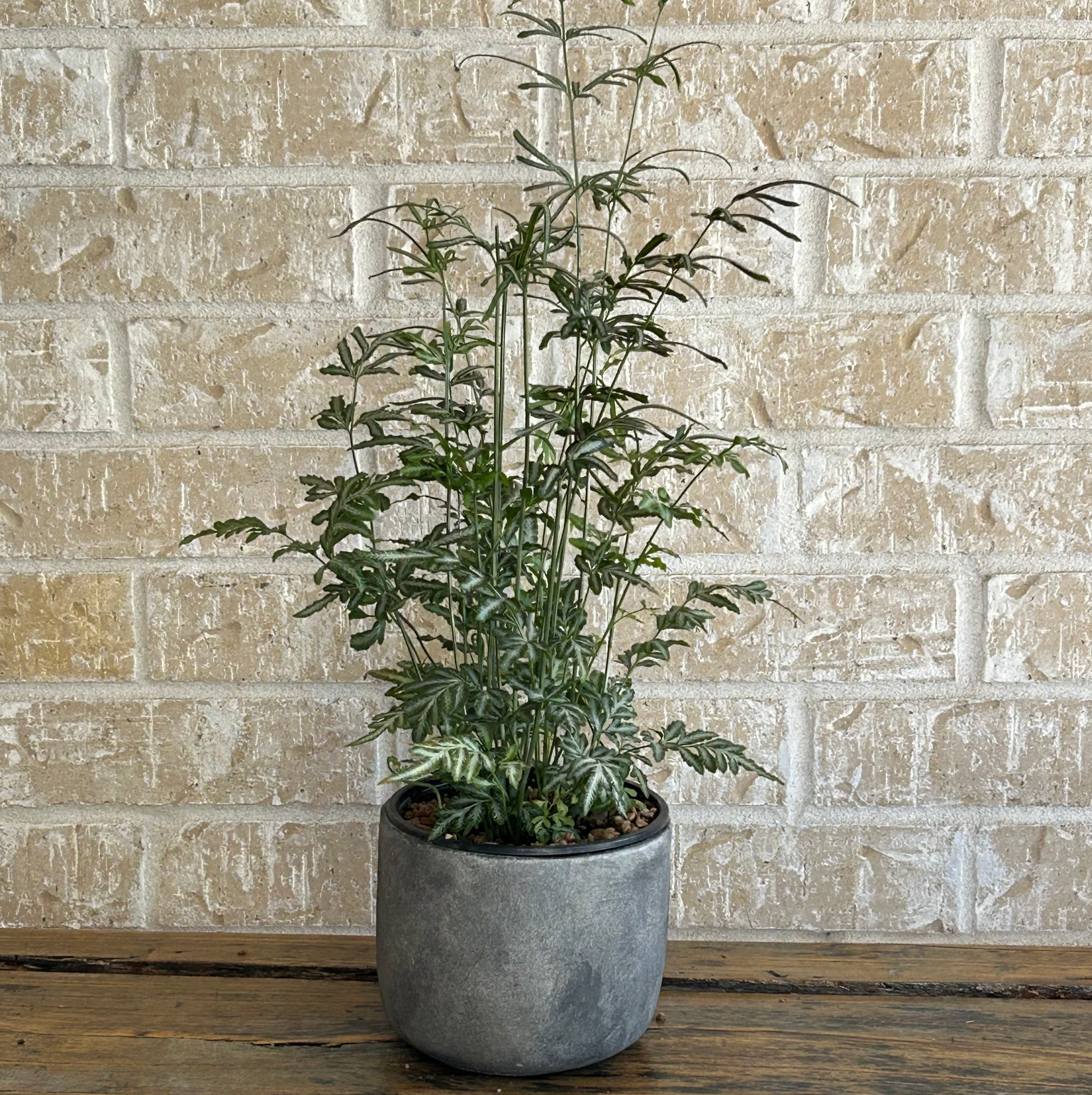 Silver lace fern plant in a sleek planter