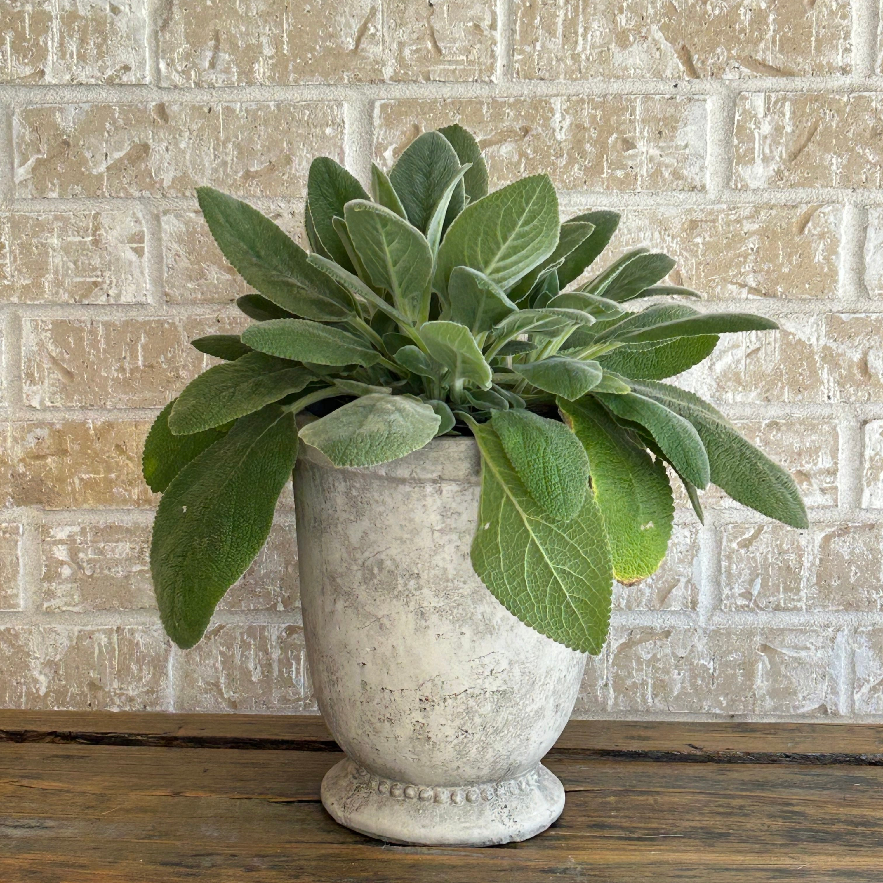 Lamb’s ear in a classic ceramic planter.