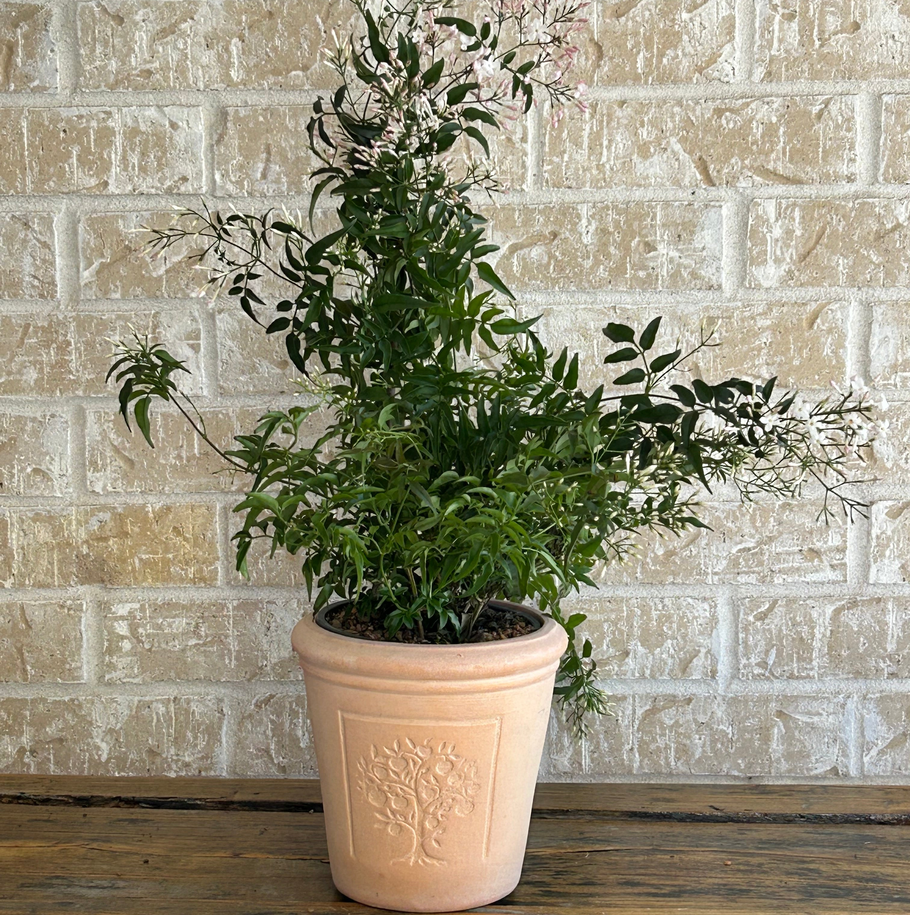 Fragrant jasmine in terracotta planter