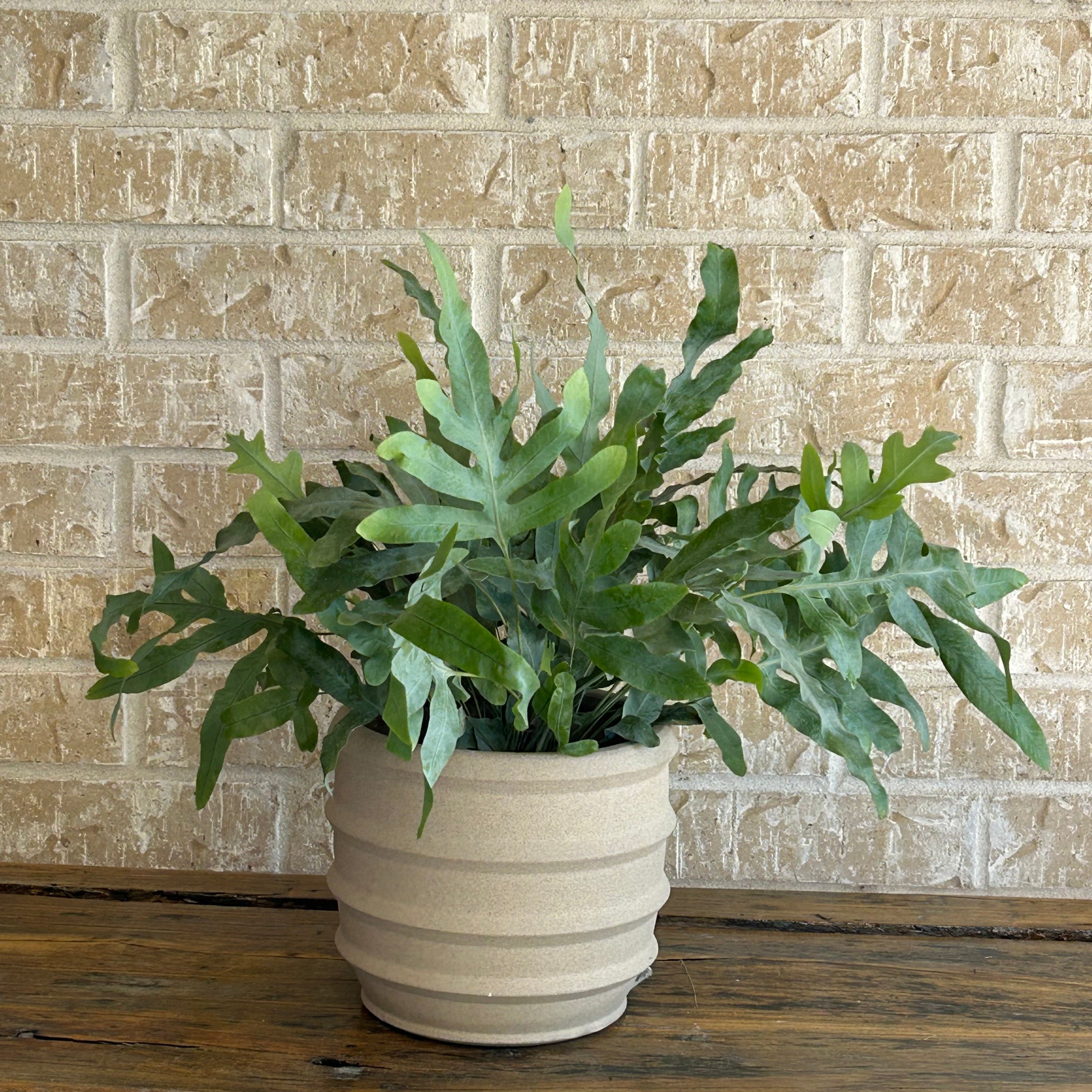 Blue star fern arranged in a ceramic planter