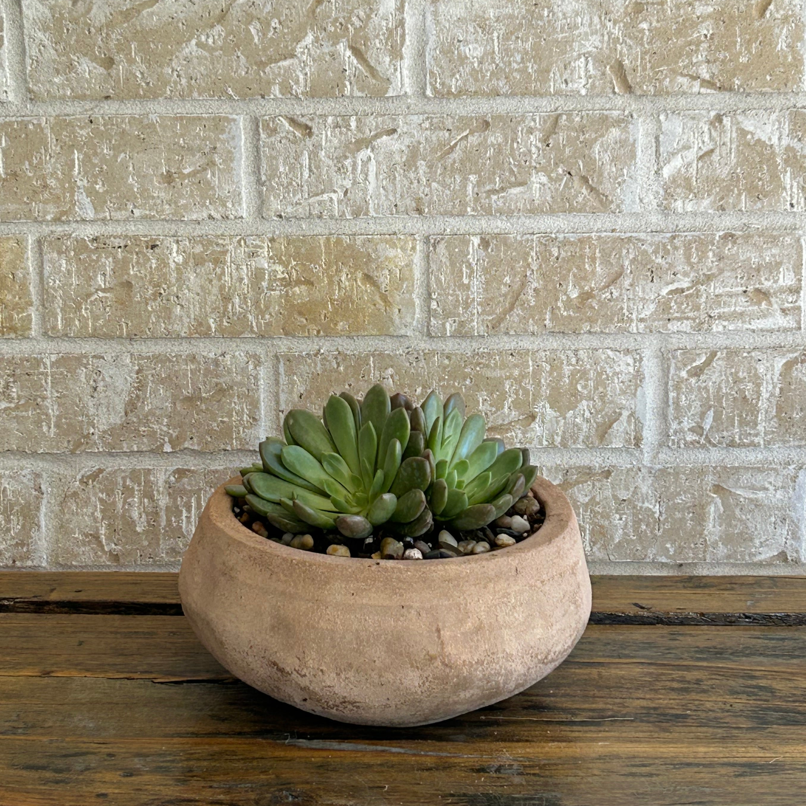 Succulent displayed in a terracotta bowl