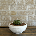 Succulent in white terracotta bowl