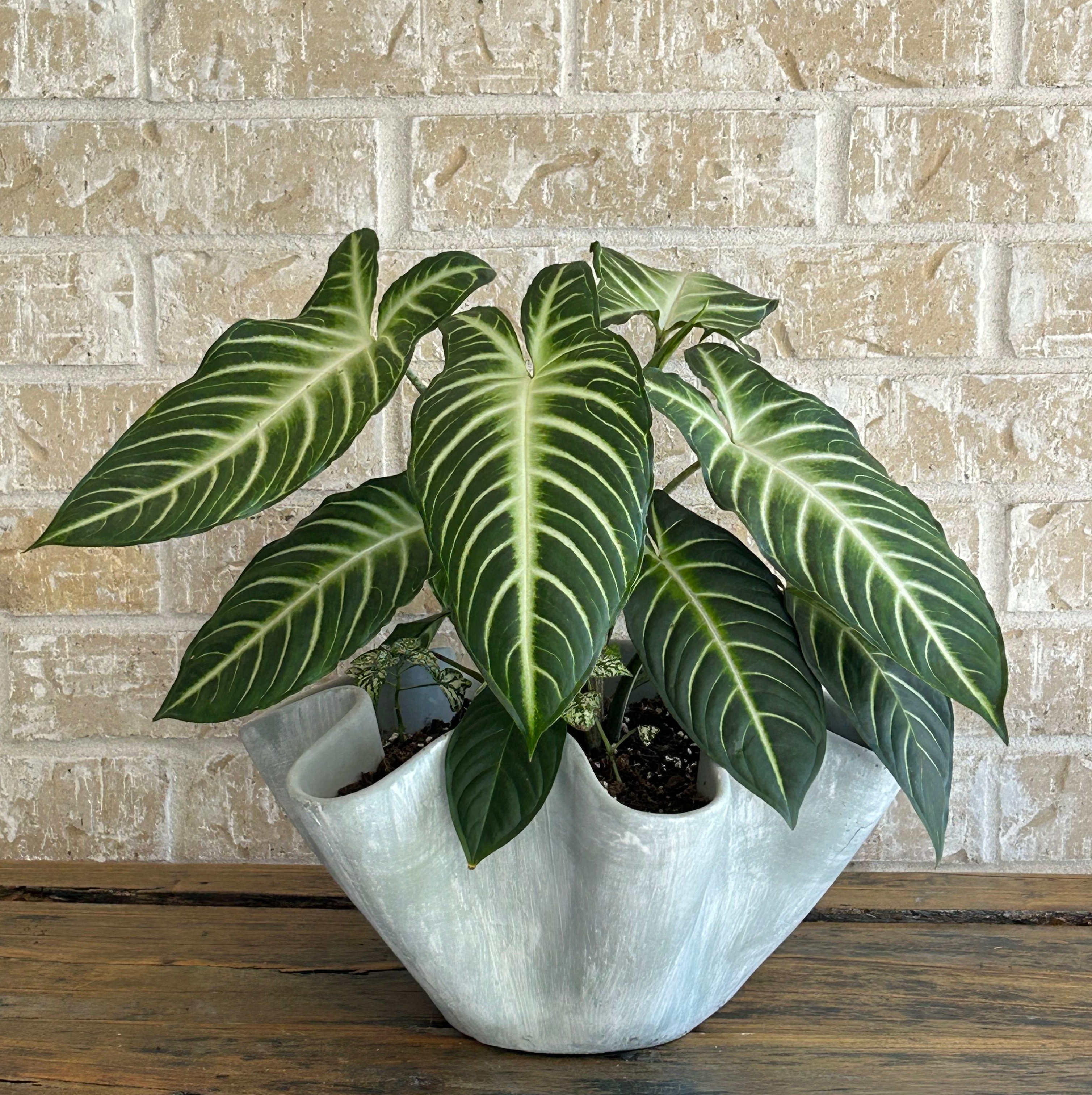 Angel's wing in wavy ceramic planter