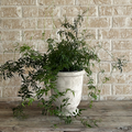 Fragrant jasmine in a classic pedestal planter