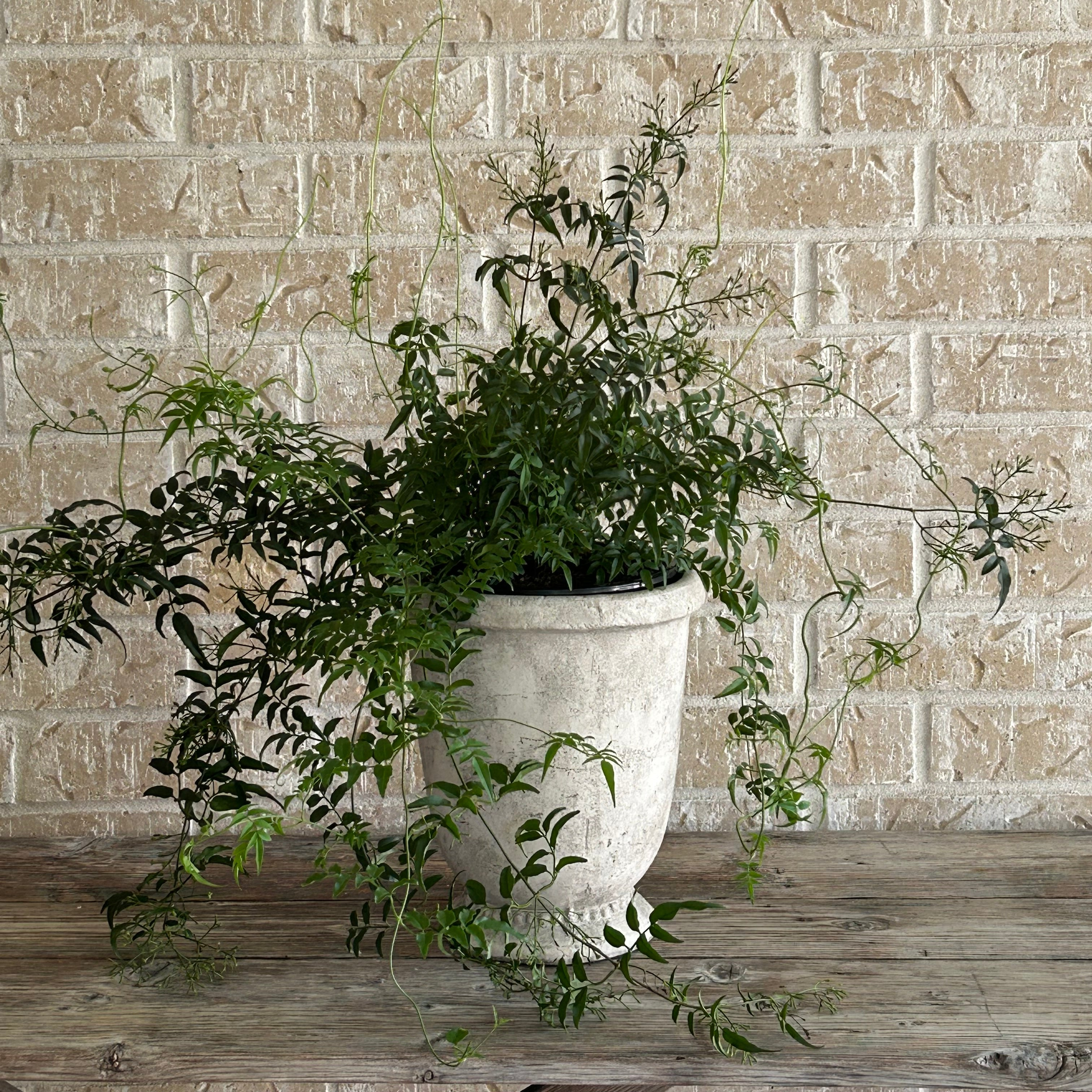 Fragrant jasmine in a classic pedestal planter