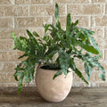 Blue star fern arranged in a terracotta planter
