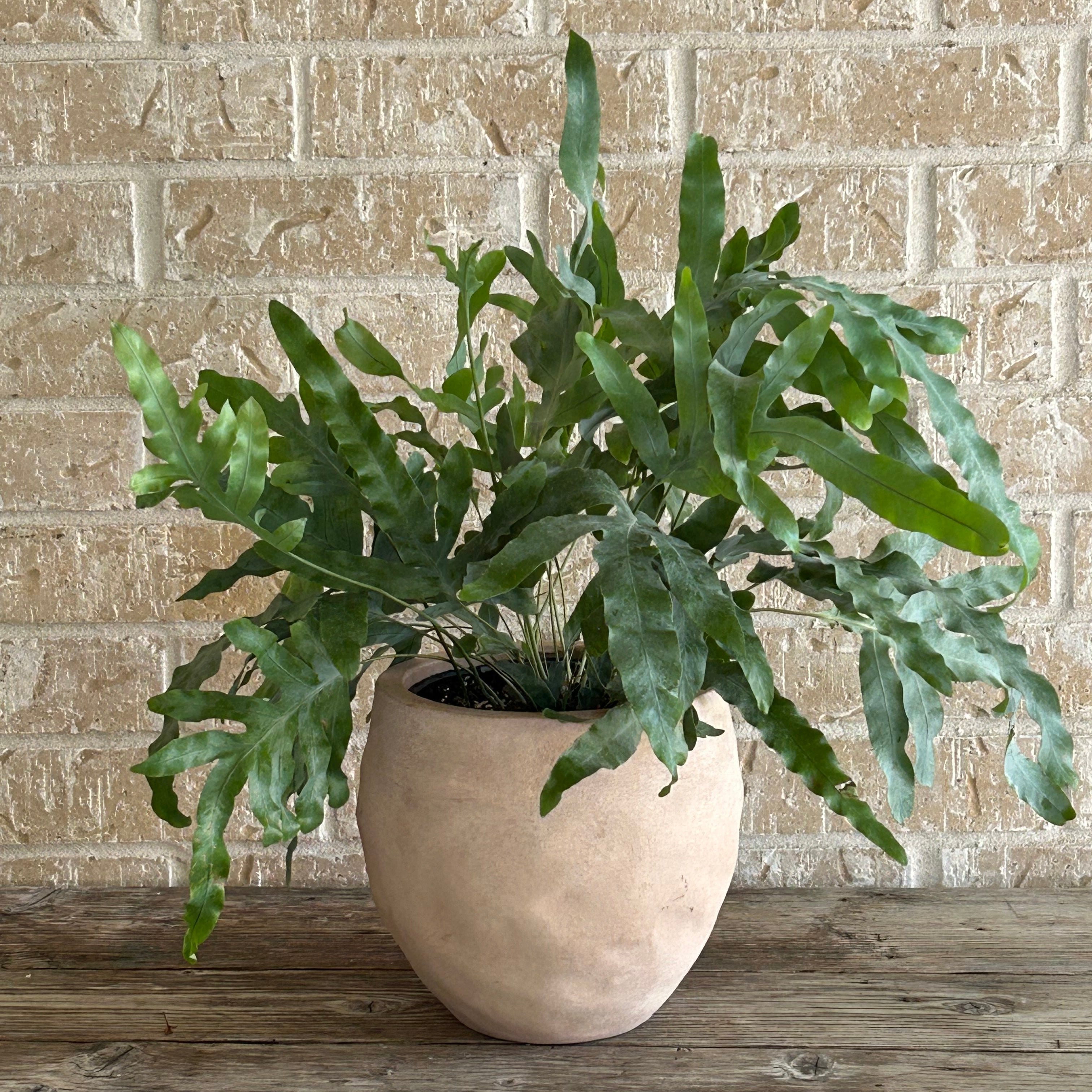 Blue star fern arranged in a terracotta planter