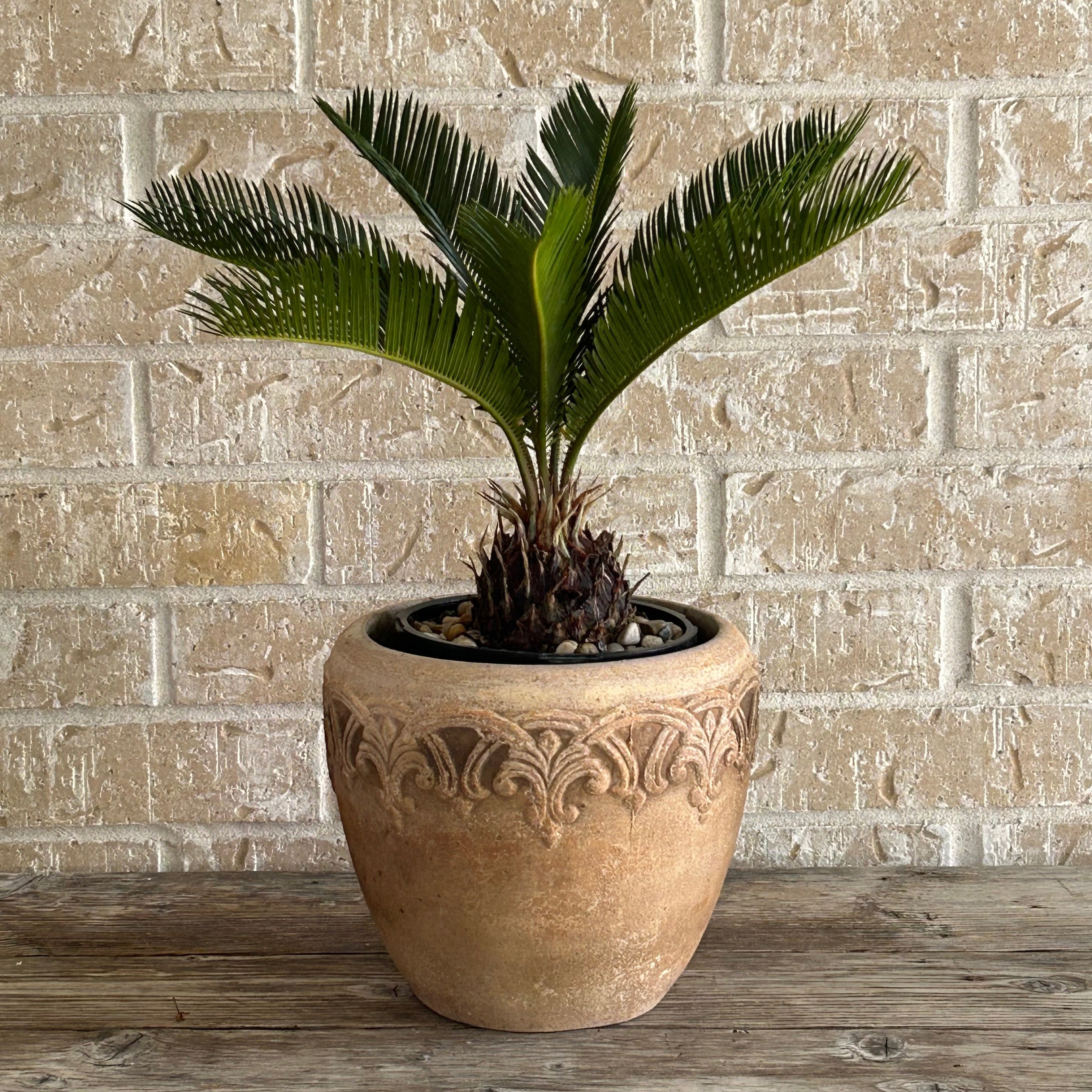 Sago Palm in an ornate clay planter