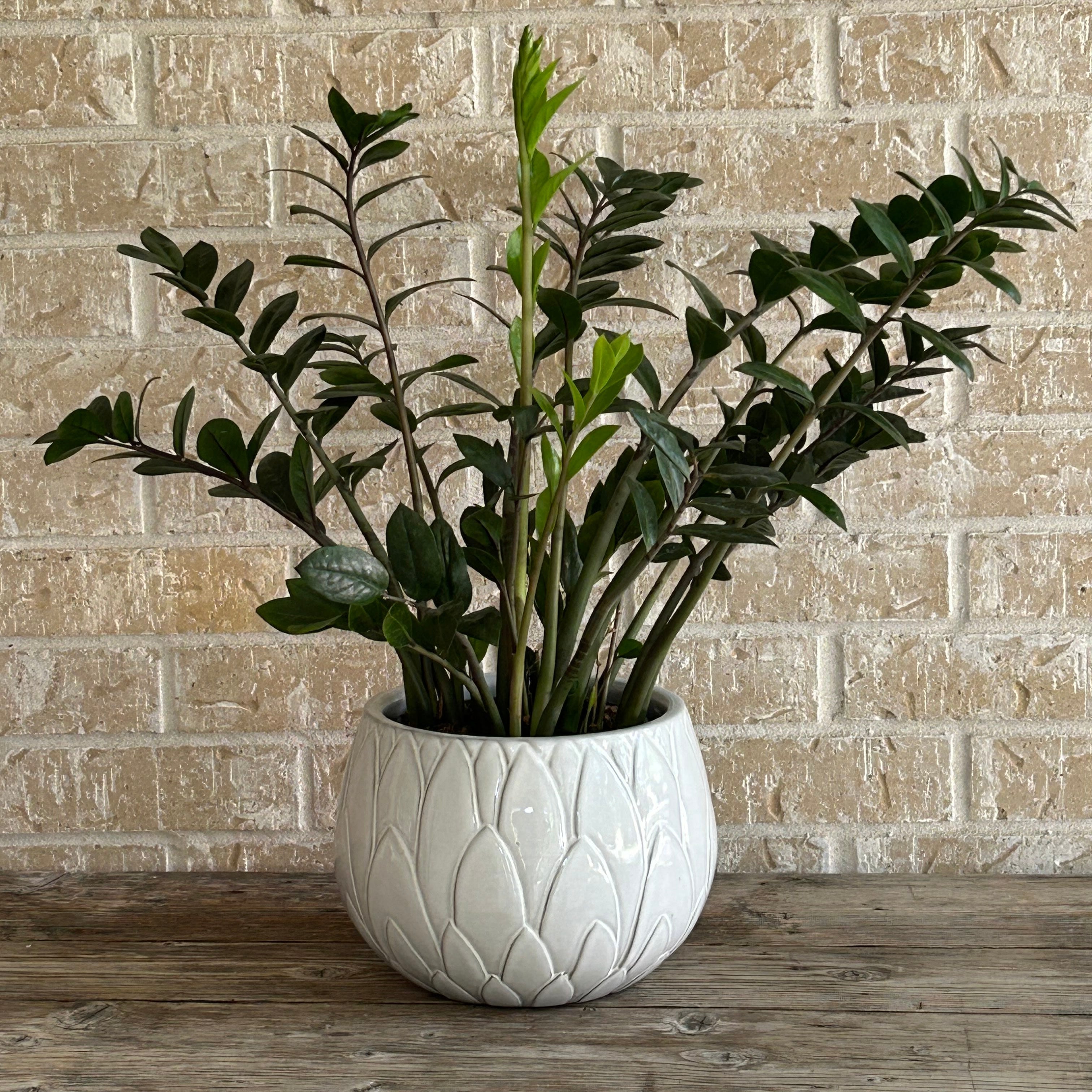 ZZ plant in ceramic pot