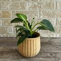 Philodendron birkin in ceramic (wooven basket looking) planter