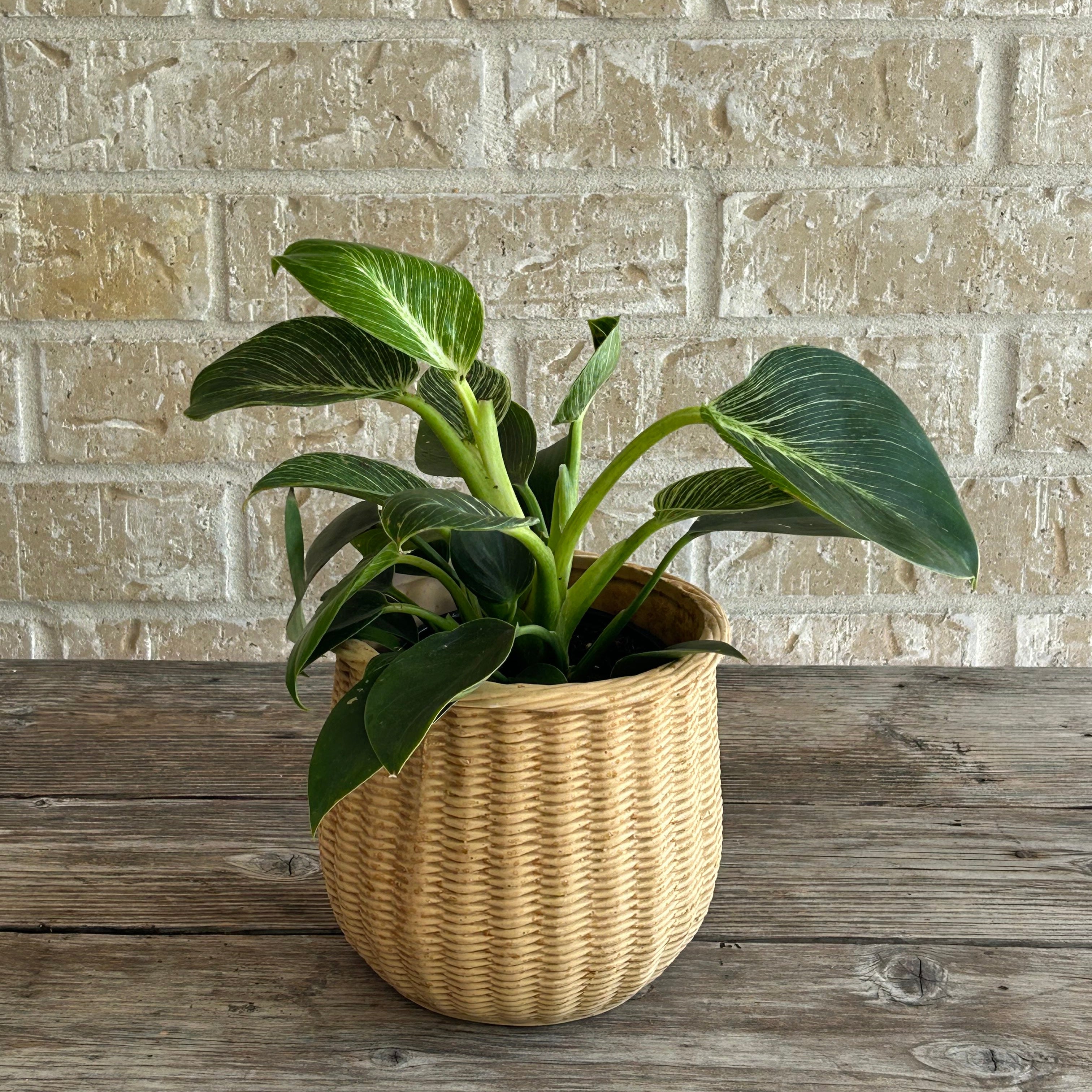 Philodendron birkin in ceramic (wooven basket looking) planter