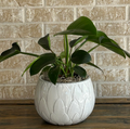 Philodendron imperial green in ceramic pot
