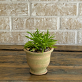Mini succulent in aged terracota planter
