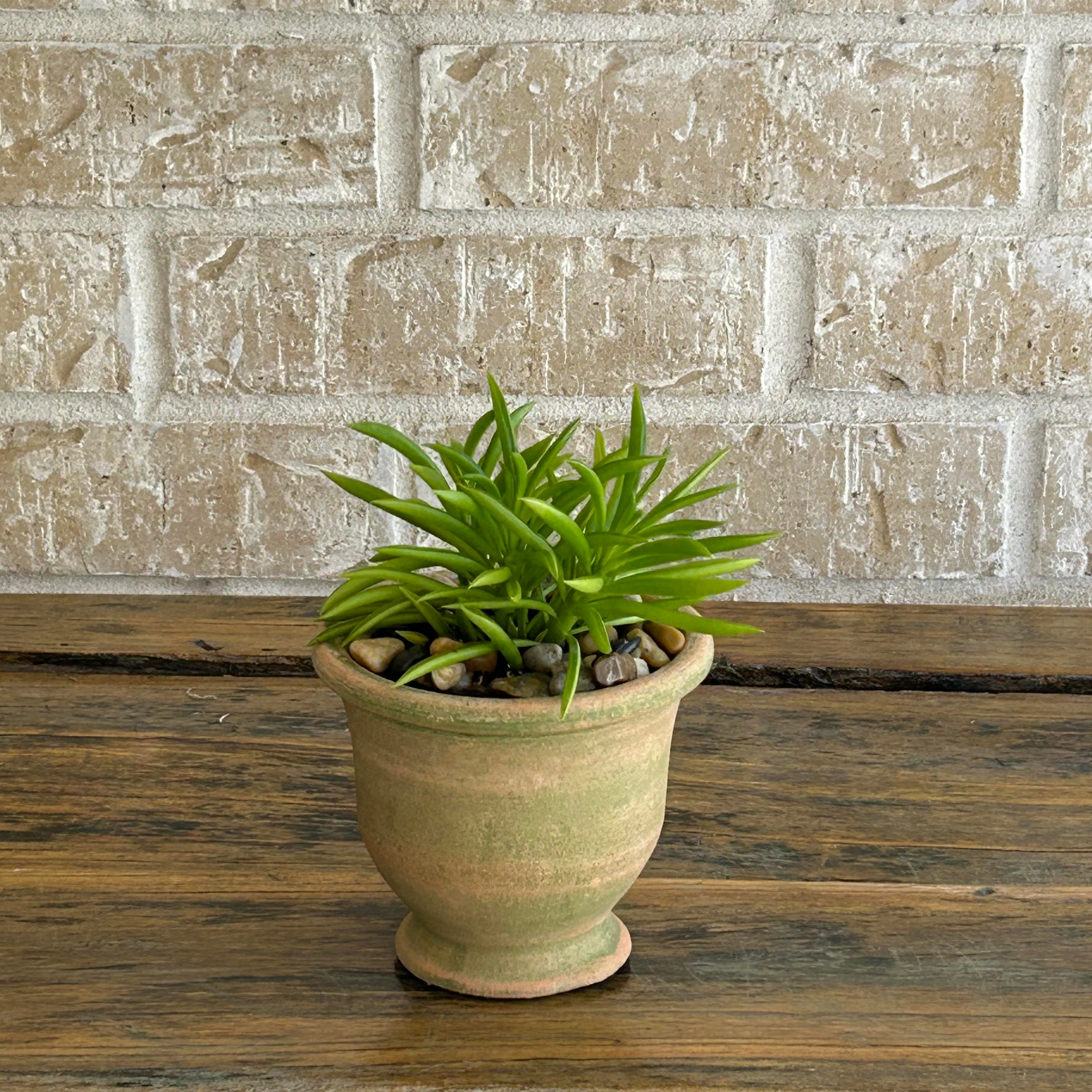 Mini succulent in aged terracota planter